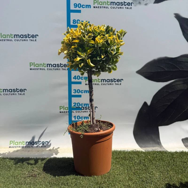 Euonymus Aurea Copăcel 70 cm – Arbust decorativ cu frunze aurii pe port inalt| PlantMaster.ro