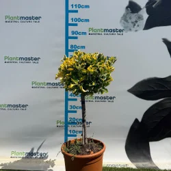 Euonymus Aurea Copăcel 70 cm – Arbust decorativ cu frunze aurii pe port inalt| PlantMaster.ro