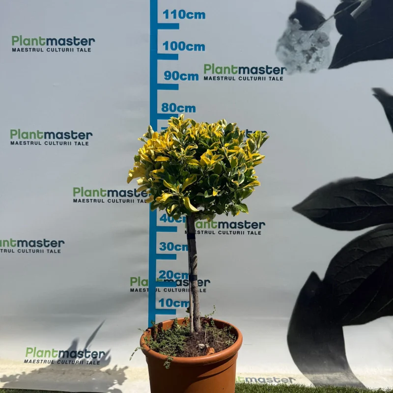 Euonymus Aurea Copăcel 70 cm – Arbust decorativ cu frunze aurii pe port inalt| PlantMaster.ro