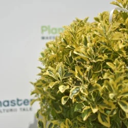 Euonymus Aurea Copăcel 150 cm – Arbust decorativ cu frunze aurii pe port inalt| PlantMaster.ro