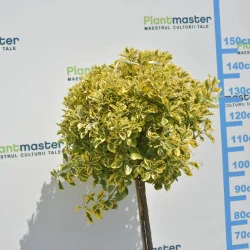 Euonymus Aurea Copăcel 150 cm – Arbust decorativ cu frunze aurii pe port inalt| PlantMaster.ro
