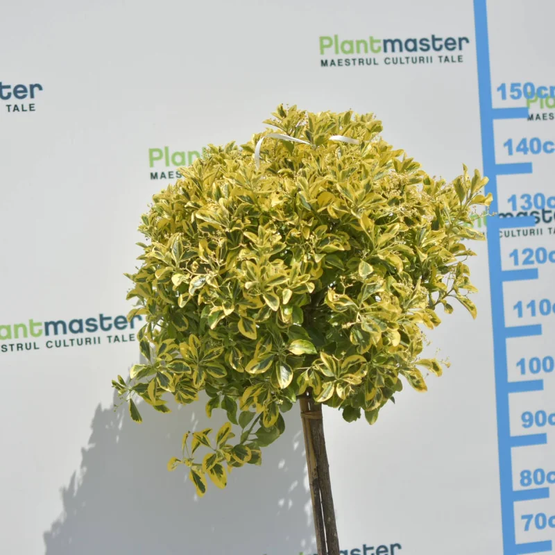 Euonymus Aurea Copăcel 150 cm – Arbust decorativ cu frunze aurii pe port inalt| PlantMaster.ro