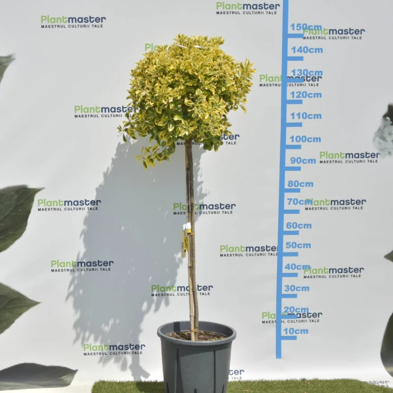 Euonymus Aurea Copăcel 150 cm – Arbust decorativ cu frunze aurii pe port inalt| PlantMaster.ro