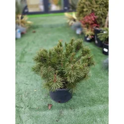 Pinus mugo pumillo – Brad pitic de munte, arbust ornamental rezistent