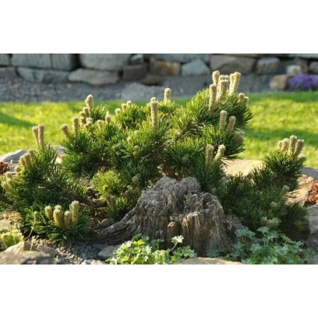 Pinus mugo pumillo – Brad pitic de munte, arbust ornamental rezistent
