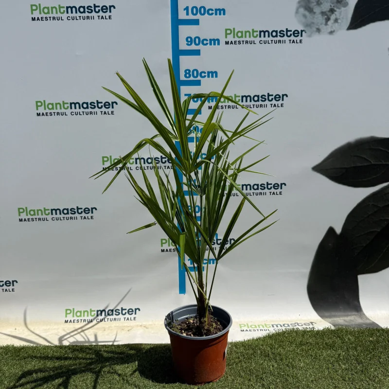 Trachycarpus fortunei 3L – Palmier chinezesc rezistent