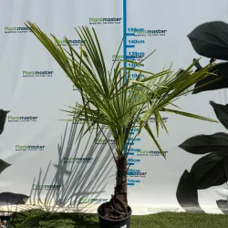 Chamaerops humilis 160cm – Palmier cu o tulpină, rezistent