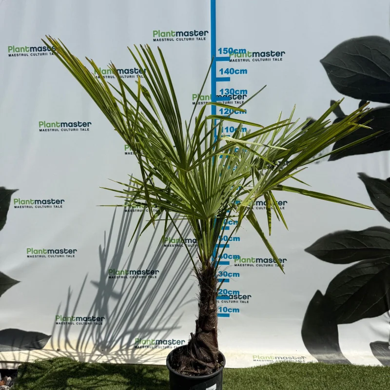 Chamaerops humilis 160cm – Palmier cu o tulpină, rezistent
