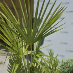 Chamaerops humilis – Palmier cu 3 tulpini, rezistent