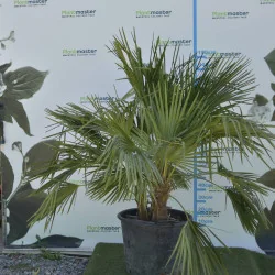 Chamaerops humilis – Palmier cu 3 tulpini, rezistent