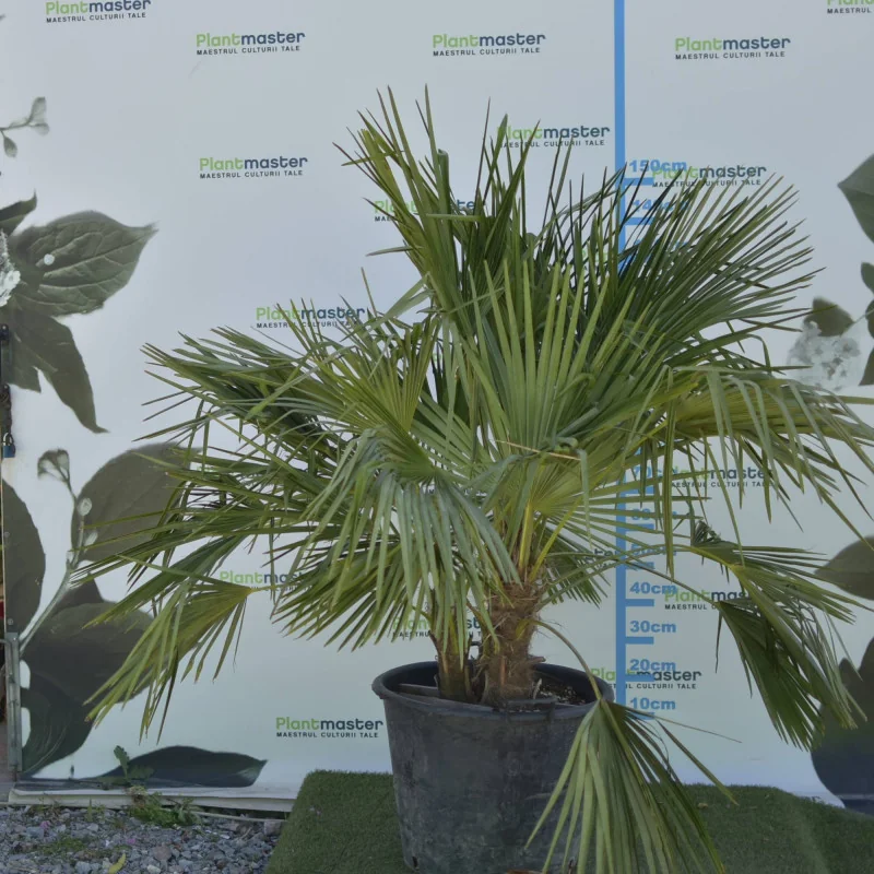 Chamaerops humilis – Palmier cu 3 tulpini, rezistent