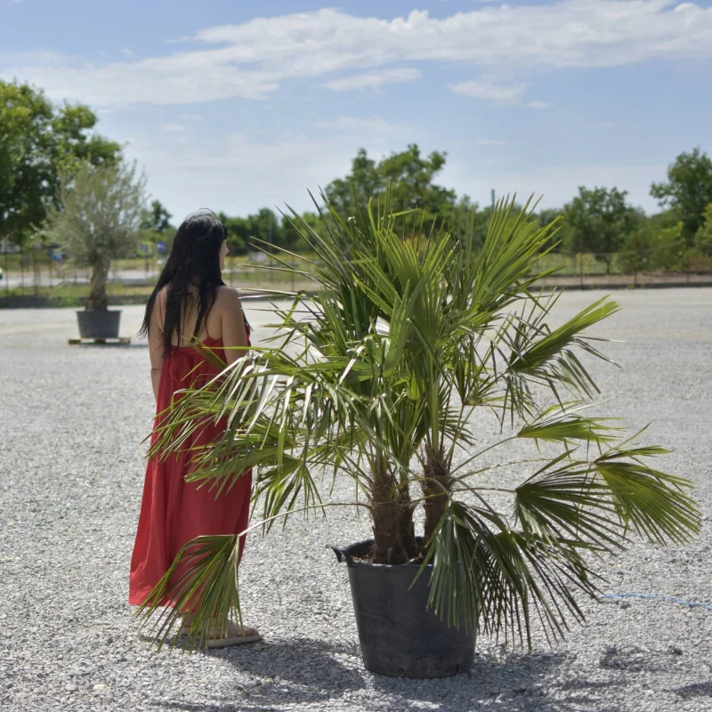 Chamaerops humilis – Palmier cu 3 tulpini, rezistent