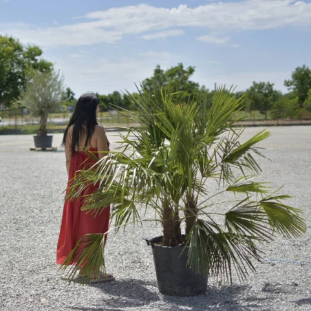 Chamaerops humilis – Palmier cu 3 tulpini, rezistent