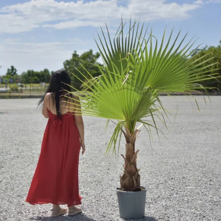 Washingtonia robusta 170cm – Palmier înalt, ornamental și rezistent