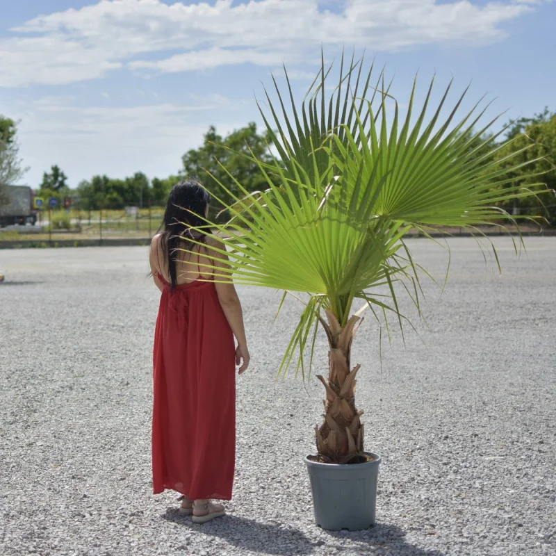 Washingtonia robusta 170cm – Palmier înalt, ornamental și rezistent