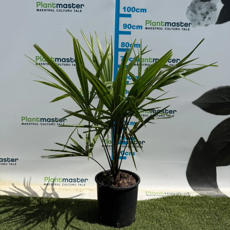 Trachycarpus fortunei 5L – Palmier chinezesc rezistent