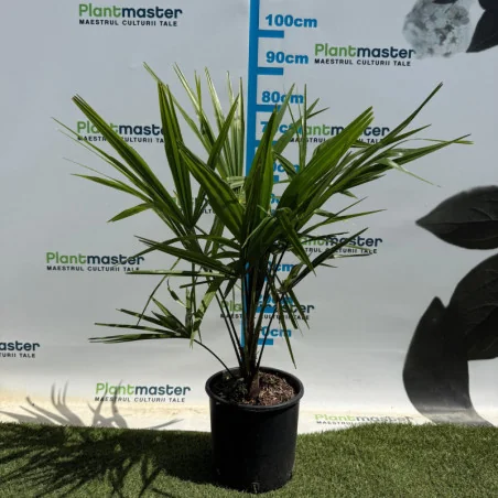 Trachycarpus fortunei 5L – Palmier chinezesc rezistent