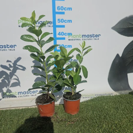 Prunus laurocerasus 25-35 cm – Laur englezesc veșnic verde, ideal pentru gard viu