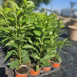 Prunus laurocerasus 25-35 cm – Laur englezesc veșnic verde, ideal pentru gard viu