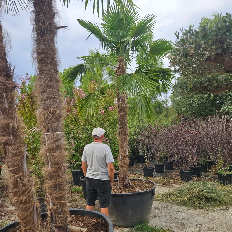 Trachycarpus fortunei – Palmier exotic și rezistent la frig, 3.5m bogat, ideal pentru grădină