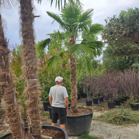 Trachycarpus fortunei – Palmier exotic și rezistent la frig, 3.5m bogat, ideal pentru grădină