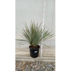 Yucca Rostrata 60 cm 2 tulpini