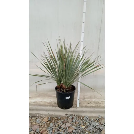 Yucca Rostrata 60 cm 2 tulpini
