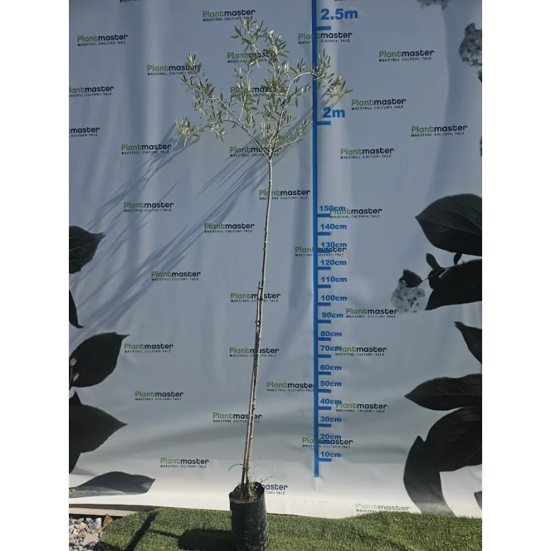 Măslin European (Olea europaea) 160 cm– Arbore Mediteranean Decorativ și Fructifer | PlantMaster.ro