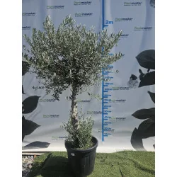 Olea Europea Maslin copac mare