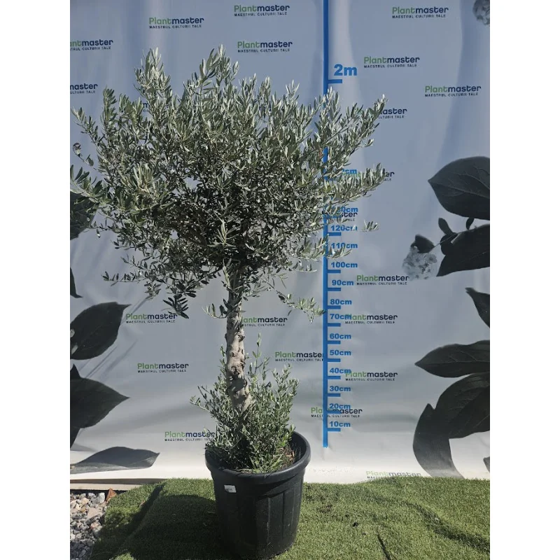Olea Europea Maslin copac mare
