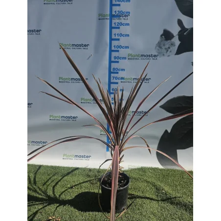 Cordyline Pink Passion – Plantă exotică ornamentală cu frunze roz-violet