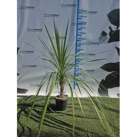 Cordyline australis – Palmierul de grădină cu aspect exotic
