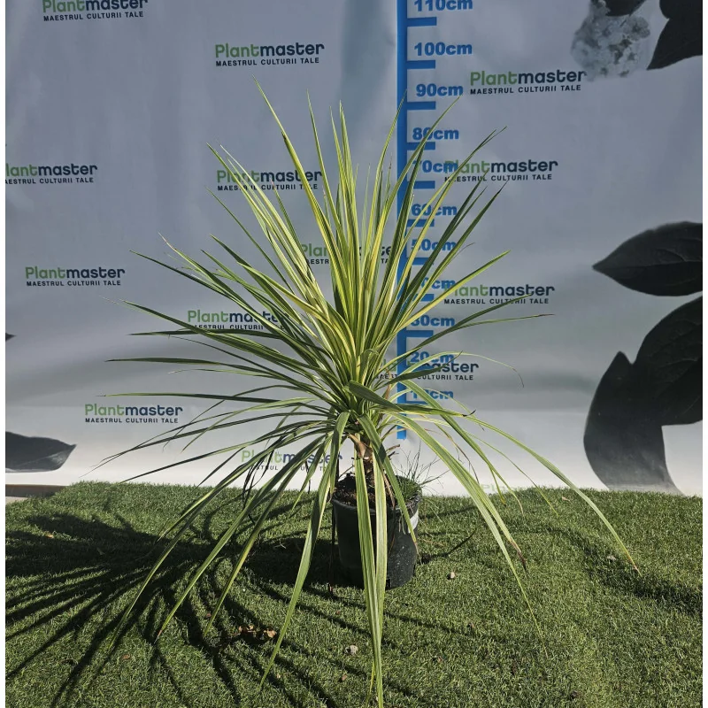 Cordyline australis ‘Variegated’ – Eleganță tropicală cu frunze pestrițe