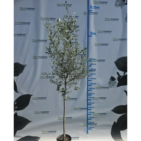 Olea Europea Maslin tip copac 1/2