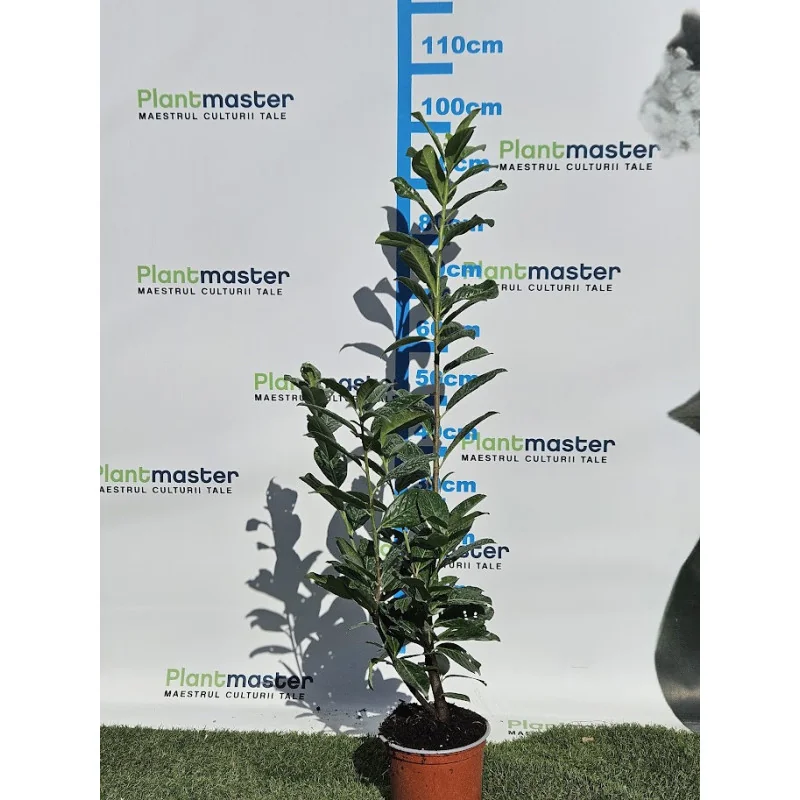 Prunus laurocerasus Novita 80-100cm - Laur englezesc