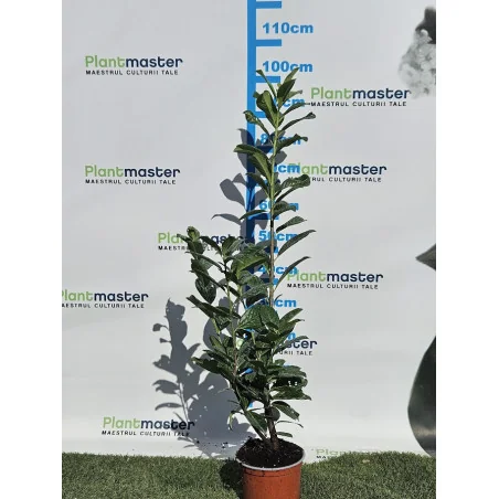 Prunus laurocerasus Novita 80-100cm - Laur englezesc