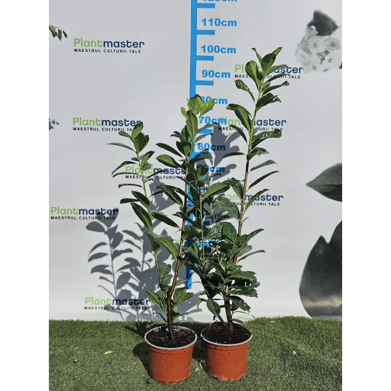 Prunus laurocerasus Novita 80-100cm - Laur englezesc