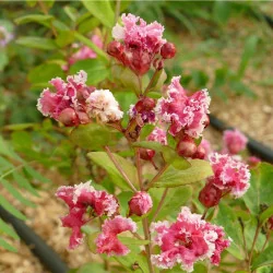 Lagerstroemia indica ‘Berlingot Menthe’ – Liliac de vară cu flori bicolore spectaculoase