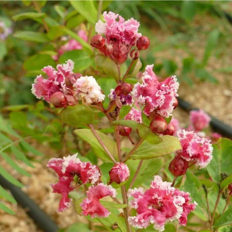 Lagerstroemia indica ‘Berlingot Menthe’ – Liliac de vară cu flori bicolore spectaculoase