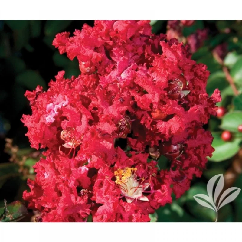Liliac Indian pitic (Lagerstroemia indica ‘Petite Red’) – Flori roșii spectaculoase pentru grădină 🥰