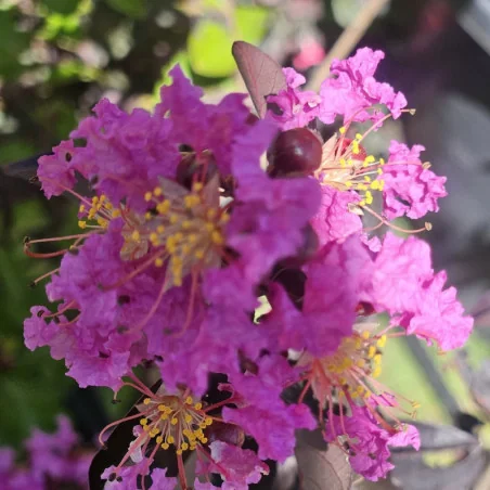 Lagerstroemia cu FRUNZE ROSII 80-100cm – Liliac Indian cu Flori Spectaculoase roz, mov și Rezistență la Căldură 🌸🌿