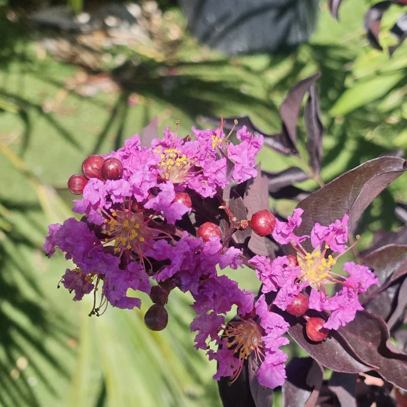 Lagerstroemia cu FRUNZE ROSII 80-100cm – Liliac Indian cu Flori Spectaculoase roz, mov și Rezistență la Căldură 🌸🌿