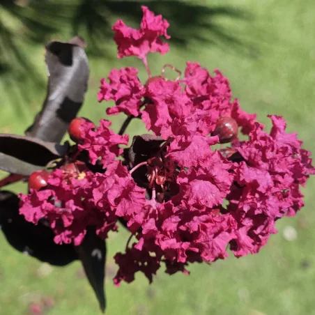 Lagerstroemia cu FRUNZE ROSII 80-100cm – Liliac Indian cu Flori Spectaculoase CICLAM și Rezistență la Căldură 🌸🌿