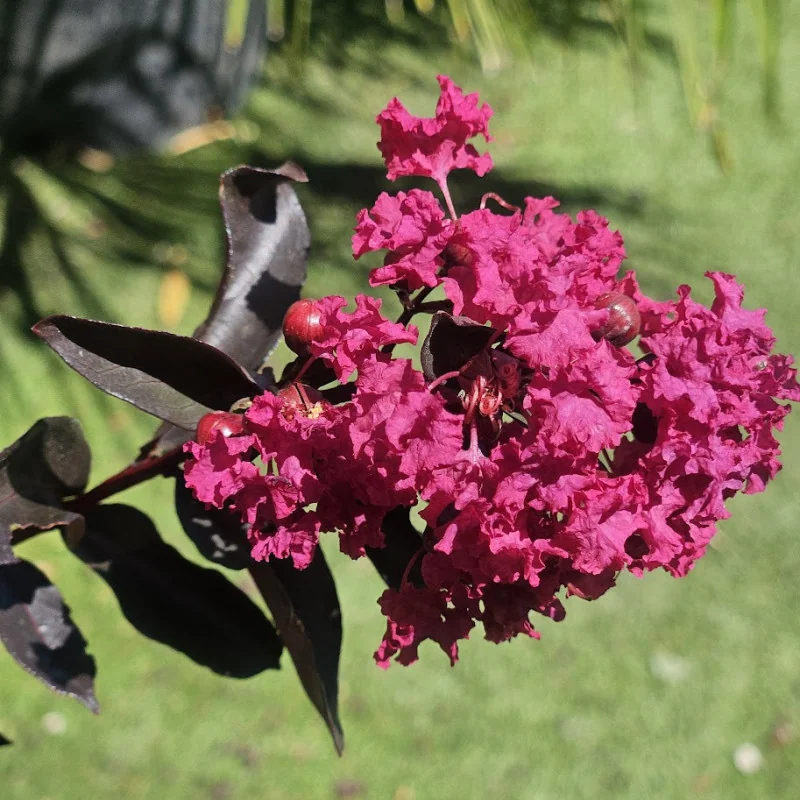 Lagerstroemia cu FRUNZE ROSII 80-100cm – Liliac Indian cu Flori Spectaculoase CICLAM și Rezistență la Căldură 🌸🌿