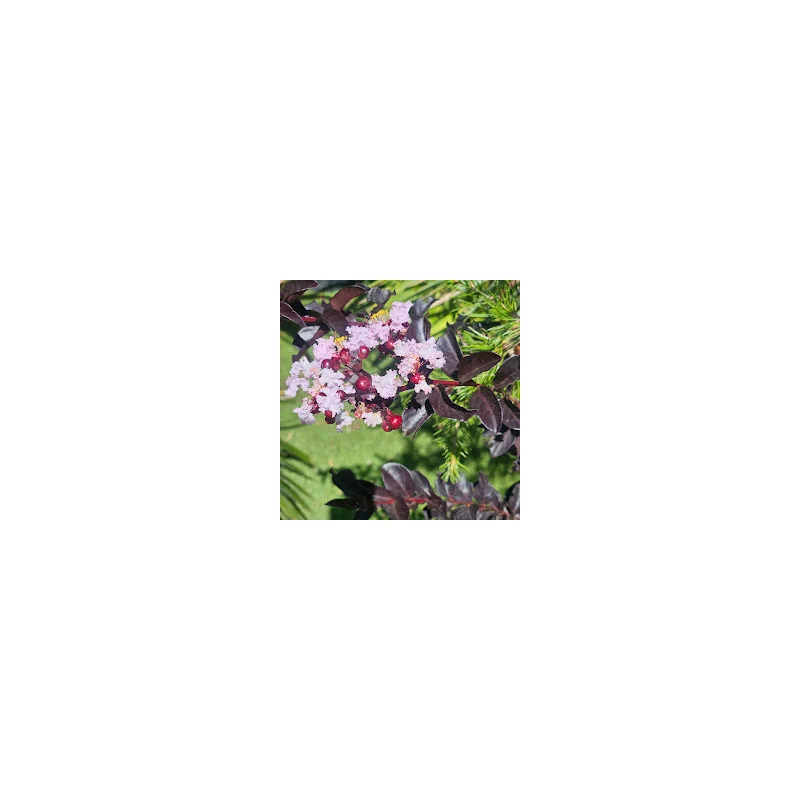 Lagerstroemia cu FRUNZE ROSII 80-100cm – Liliac Indian cu Flori Spectaculoase ALBE și Rezistență la Căldură 🌸🌿