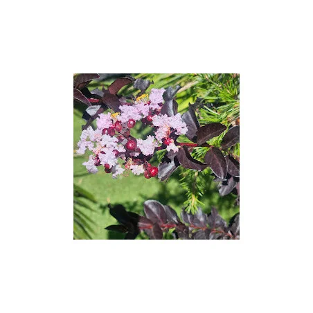 Lagerstroemia cu FRUNZE ROSII 80-100cm – Liliac Indian cu Flori Spectaculoase ALBE și Rezistență la Căldură 🌸🌿