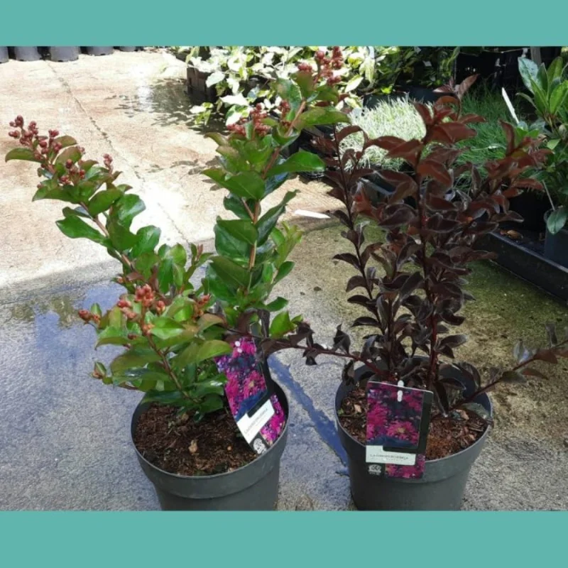 Lagerstroemia indica ‘Dynamite’ 60-80 cm – Liliac Indian cu flori roșu aprins🌸🌿