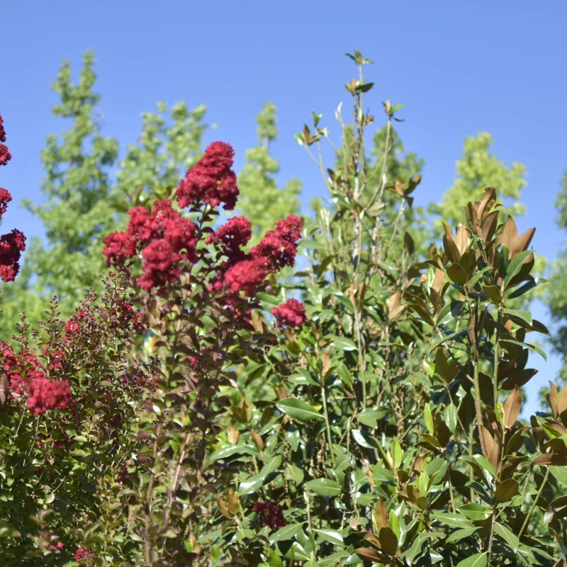Lagerstroemia indica ‘Dynamite’ 60-80 cm – Liliac Indian cu flori roșu aprins🌸🌿