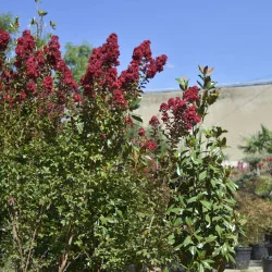 Lagerstroemia indica ‘Dynamite’ 60-80 cm – Liliac Indian cu flori roșu aprins🌸🌿