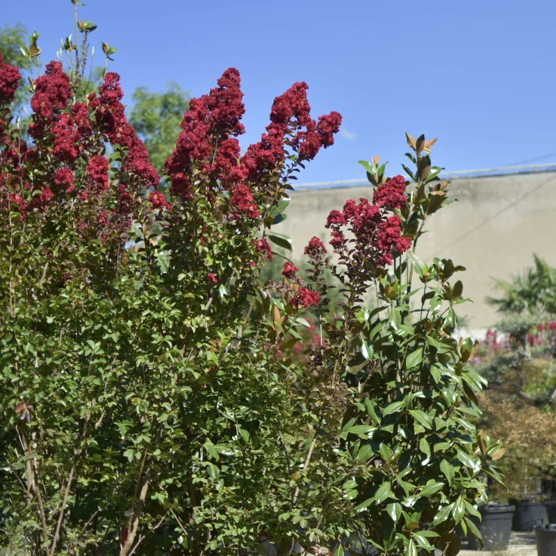 Lagerstroemia indica ‘Dynamite’ 60-80 cm – Liliac Indian cu flori roșu aprins🌸🌿